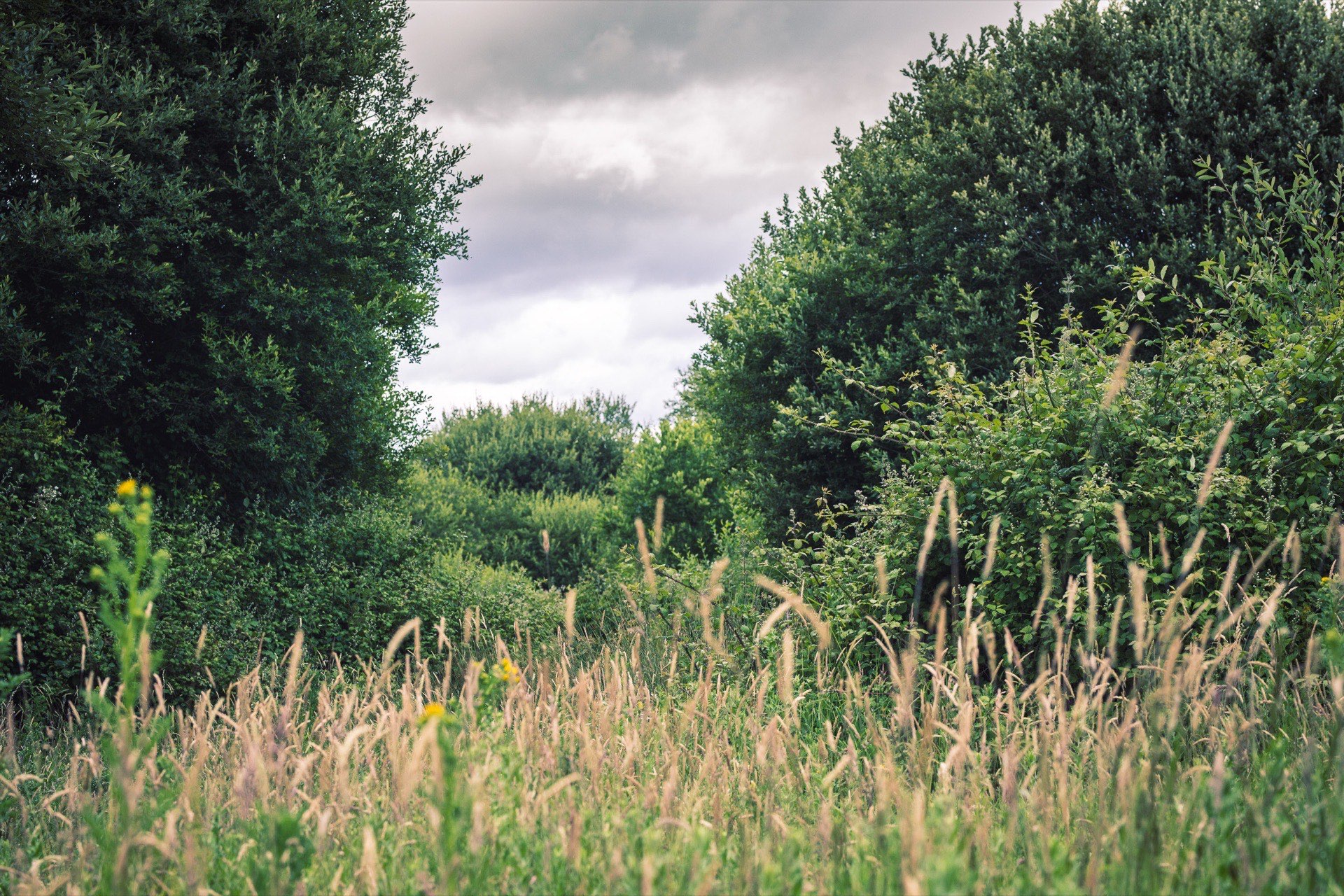 Knepp grasses